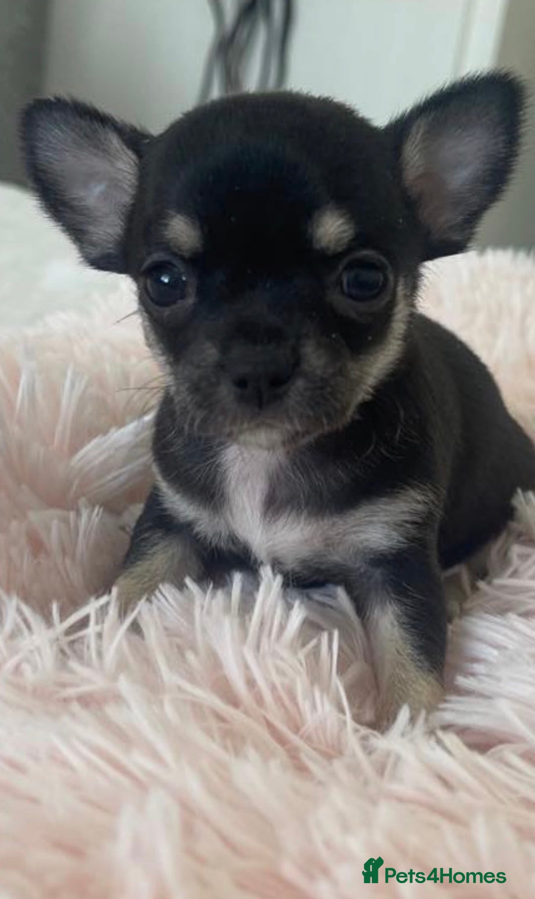 Chihuahua dogs for sale: Stunning black female and black Merle boy  - Image 1