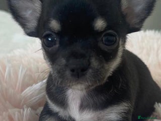 Chihuahua dogs - Advert 9