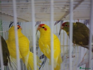 Parakeets birds For sale - Advert 6
