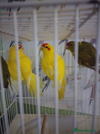 Parakeets birds - Advert 13