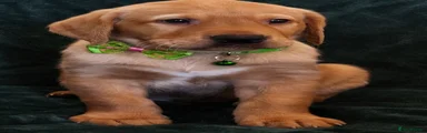 Labrador Retriever 1