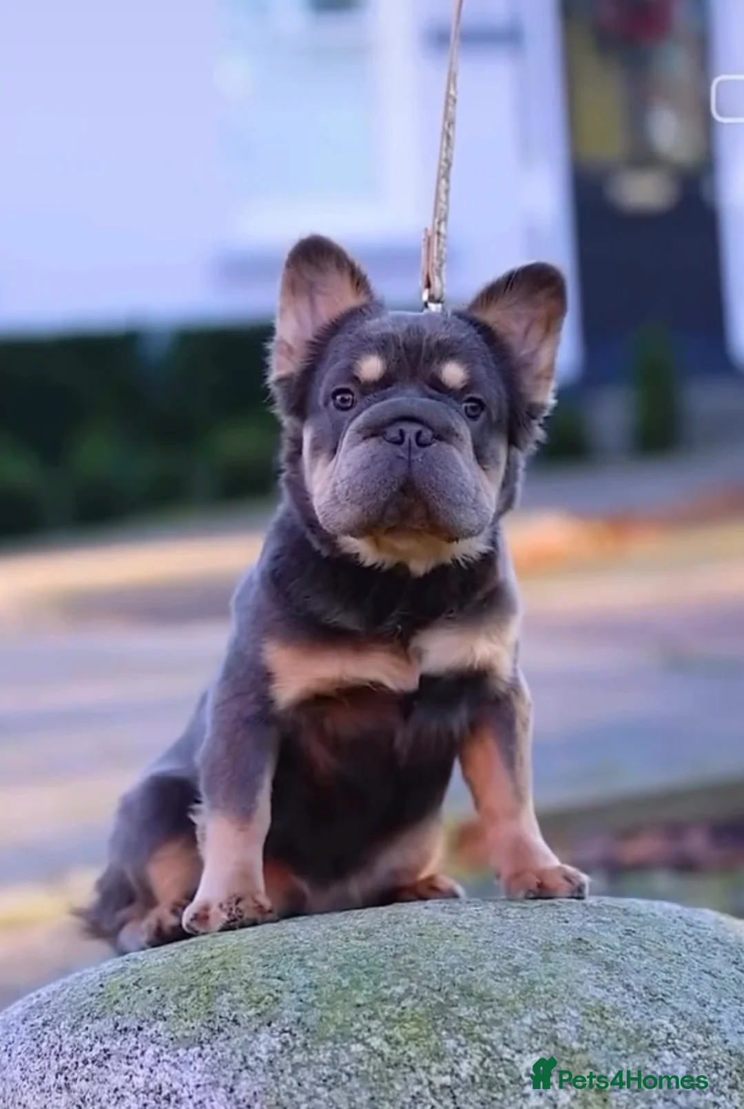 French Bulldog dogs for sale: Fluffy  **  Frenchie in Milton Keynes - Advert 1