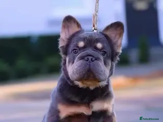 French Bulldog dogs Fluffy Big rope Frenchie - Advert 1