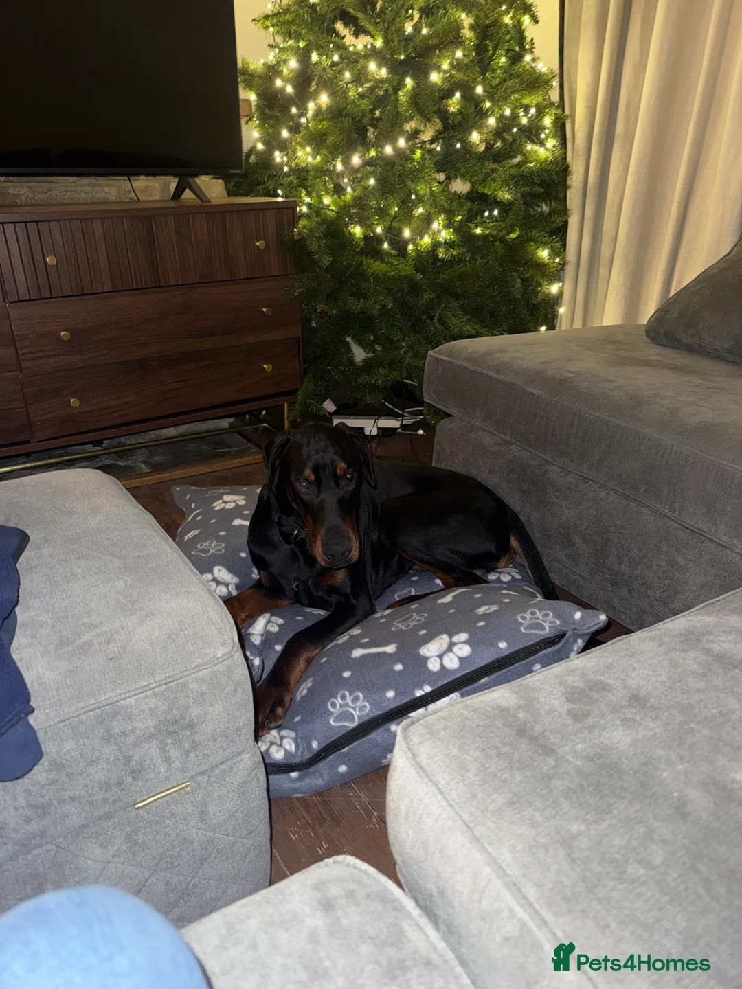 Dobermann dogs for sale: 8 Month Old Doberman - Advert 8