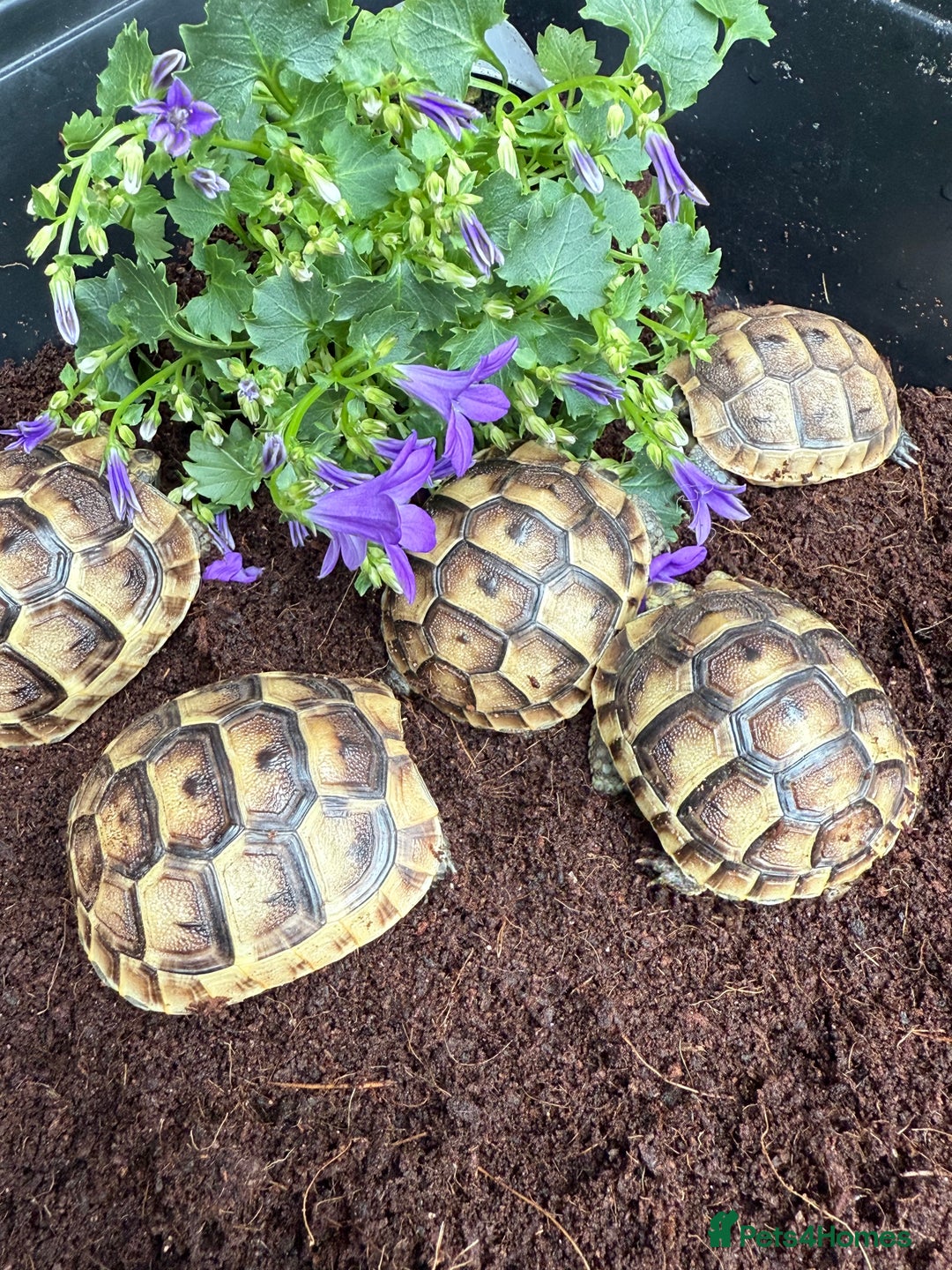 Tortoise reptiles for sale: Baby Mediterranean spur thigh tortoise for sale - Image 7