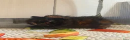 Guinea Pig rodents for sale: Pair of young male guinea pigs  in Bishop's Stortford - Advert 3