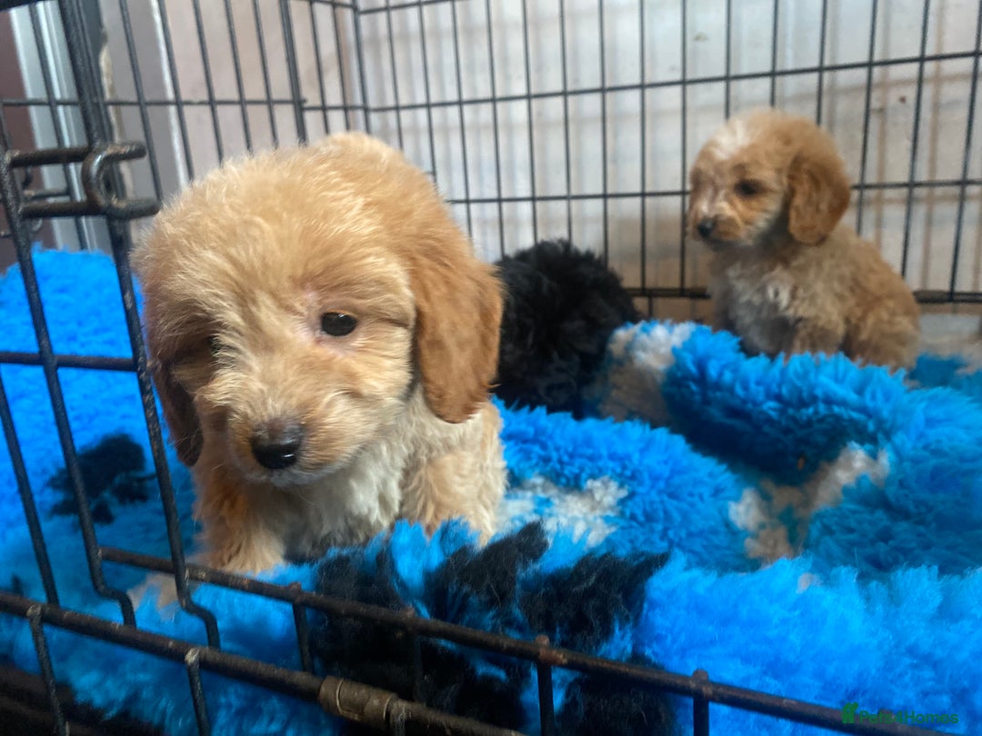 Cockapoo dogs for sale: Stunning litter of F1 Cockapoo puppies  - Image 2