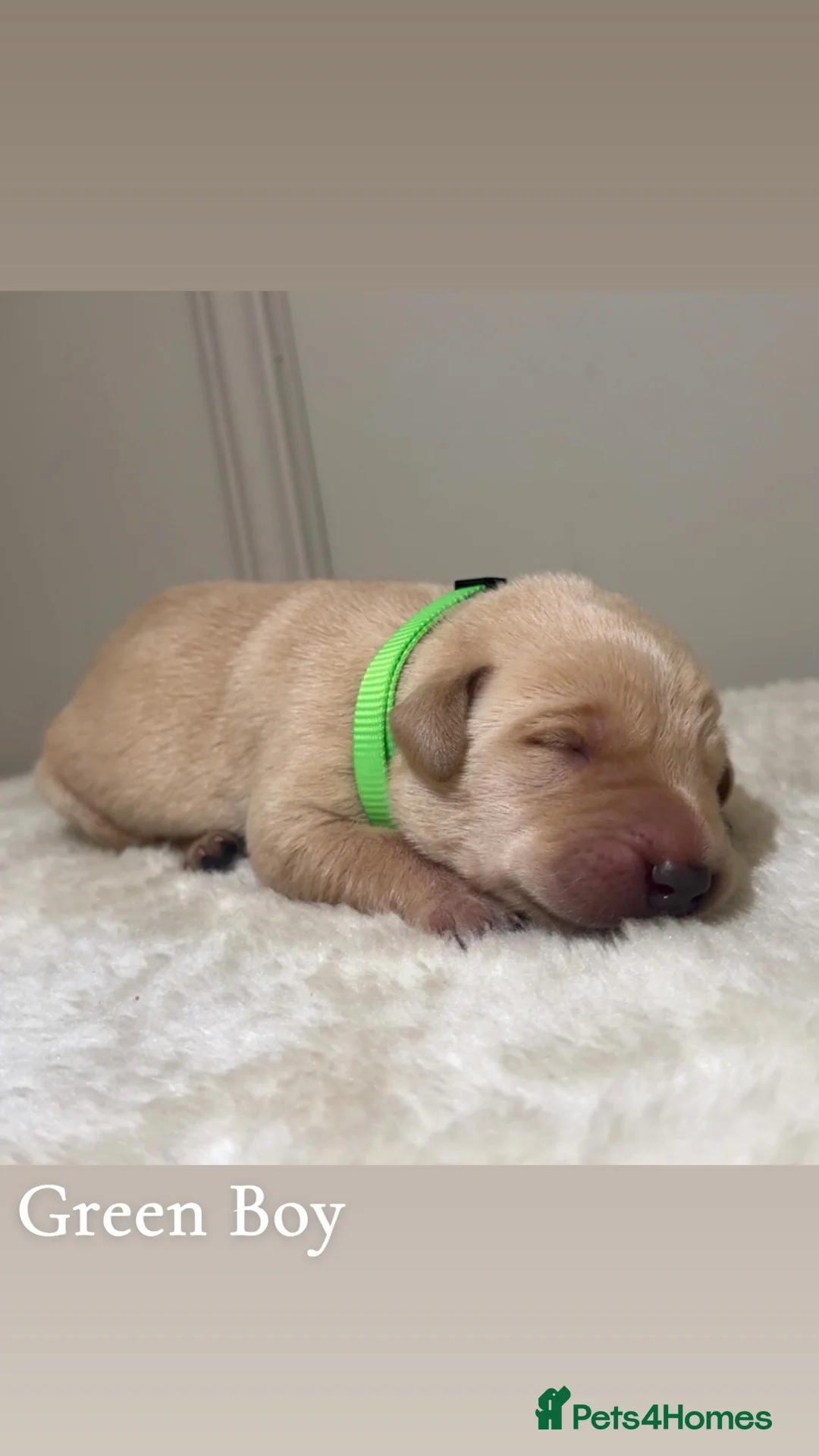Labrador Retriever dogs for sale: 🐾Exceptional KC Registered Labrador Puppies🐾 - Advert 30