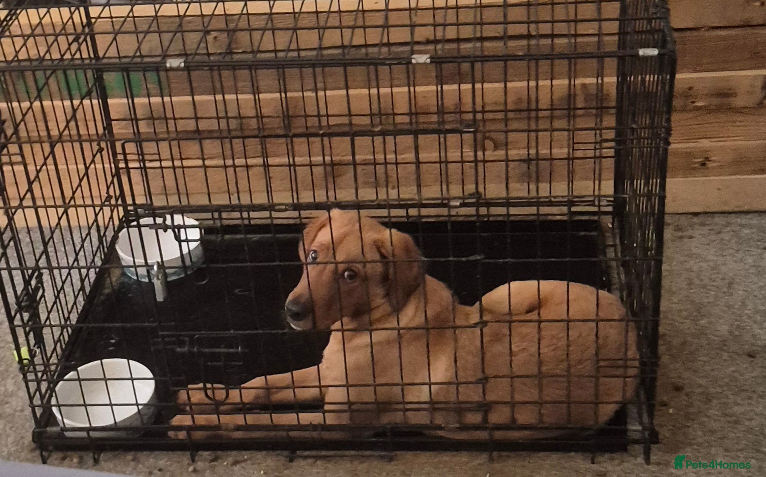 Labrador Retriever dogs Red fox lab - Advert 1