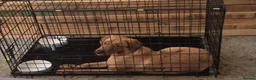 Labrador Retriever dogs for sale: Red fox lab - Advert 1