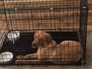 Labrador Retriever dogs Red fox lab - Advert 1