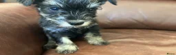 Miniature Schnauzer dogs for sale: Fun healthy miniature schnauzers kc reg  - Advert 2