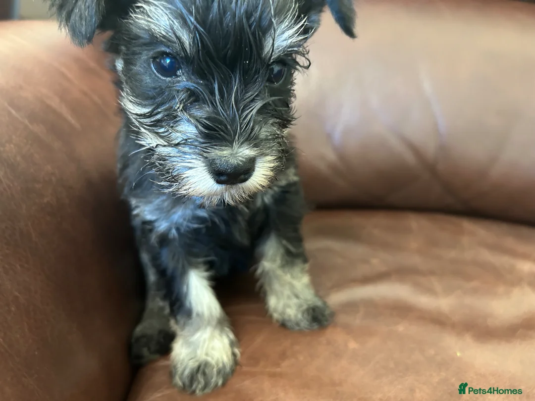 Miniature Schnauzer dogs for sale: Fun healthy miniature schnauzers kc reg  - Advert 2