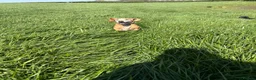 Bocker dogs for sale: Bocker male 7 years old  - Advert 4