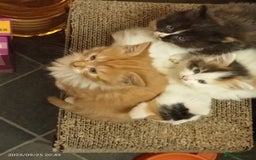 British Longhair cats for sale: ADORABLE DOG AND HOOVER PROOF KITTENS - Image 18