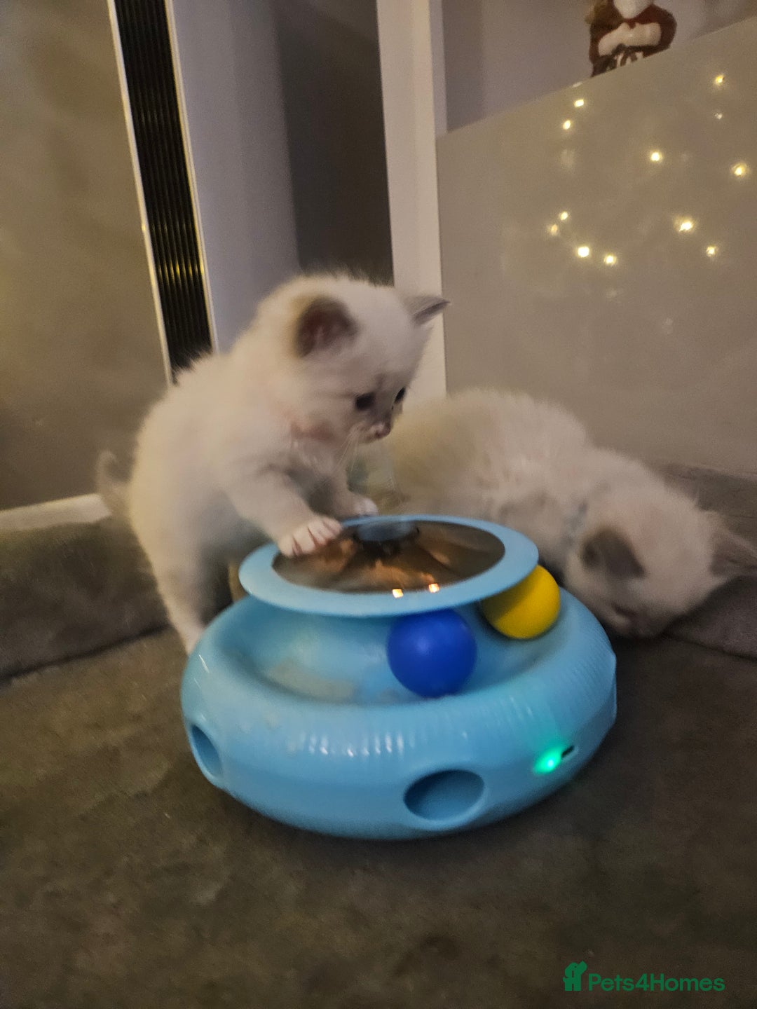 Ragdoll cats for sale: Baby girl and boy ragdoll kittens - Advert 20