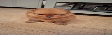 Pomeranian Puppy 1