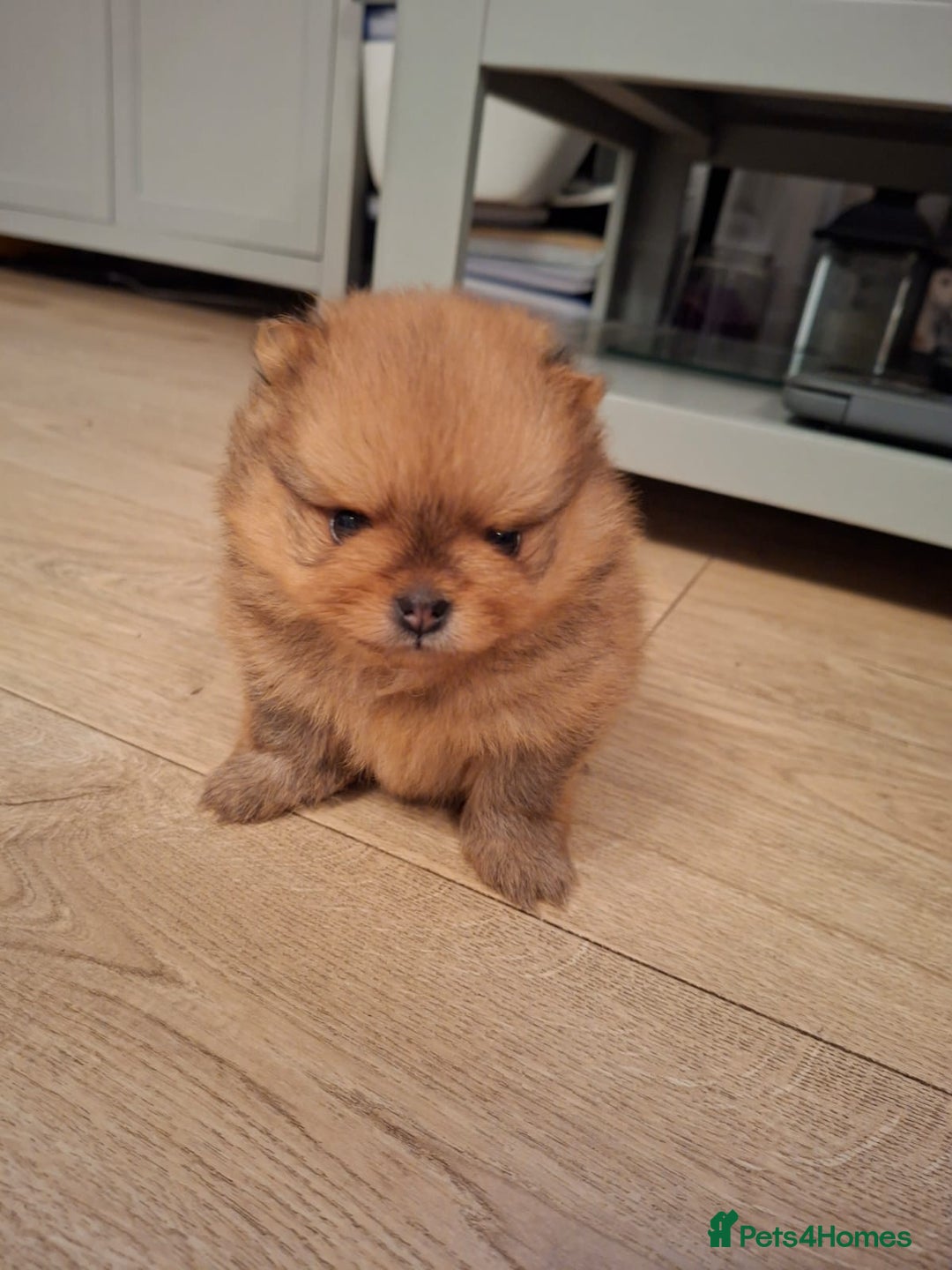 Pomeranian dogs for sale: 4 beautiful pomeranian - Advert 2