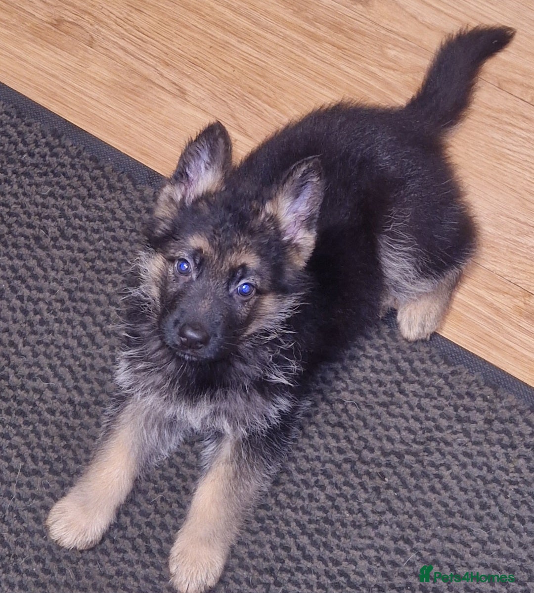 German Shepherd dogs Top quality male pup - Advert 3
