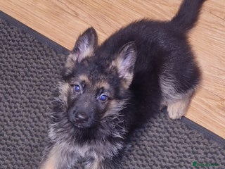 German Shepherd dogs Top quality male pup - Advert 3