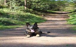 German Shepherd dogs for sale: Stunning Female German Shepherd  - Image 2