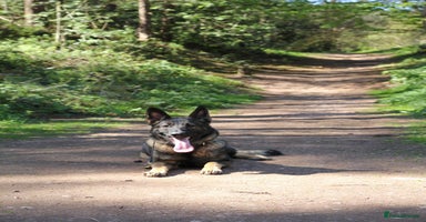 German Shepherd dogs - Advert 12