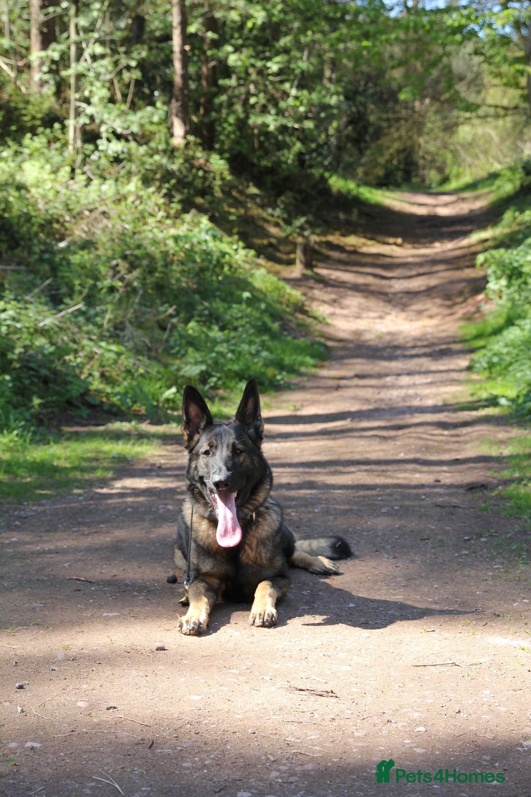 German Shepherd dogs for sale: Stunning Female German Shepherd  - Image 2