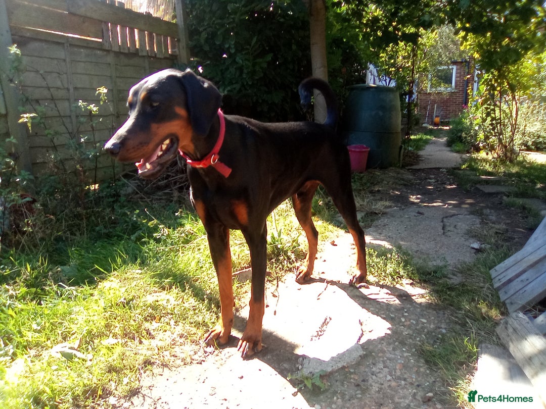 Dobermann dogs for sale: Rocky - Image 1