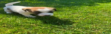 Jack Russell 3