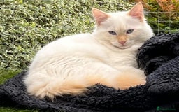 RagaMuffin cats for sale: Ghost - Image 7