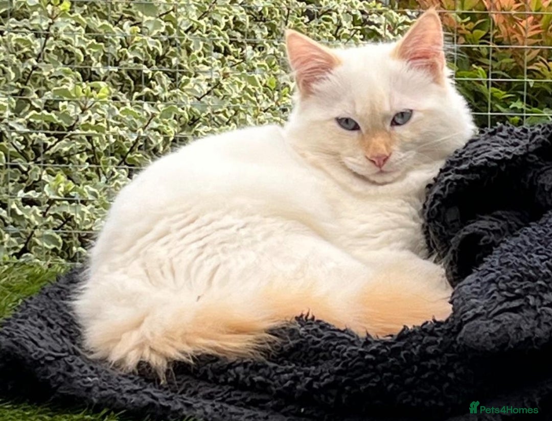RagaMuffin cats for sale: Ghost - Image 7