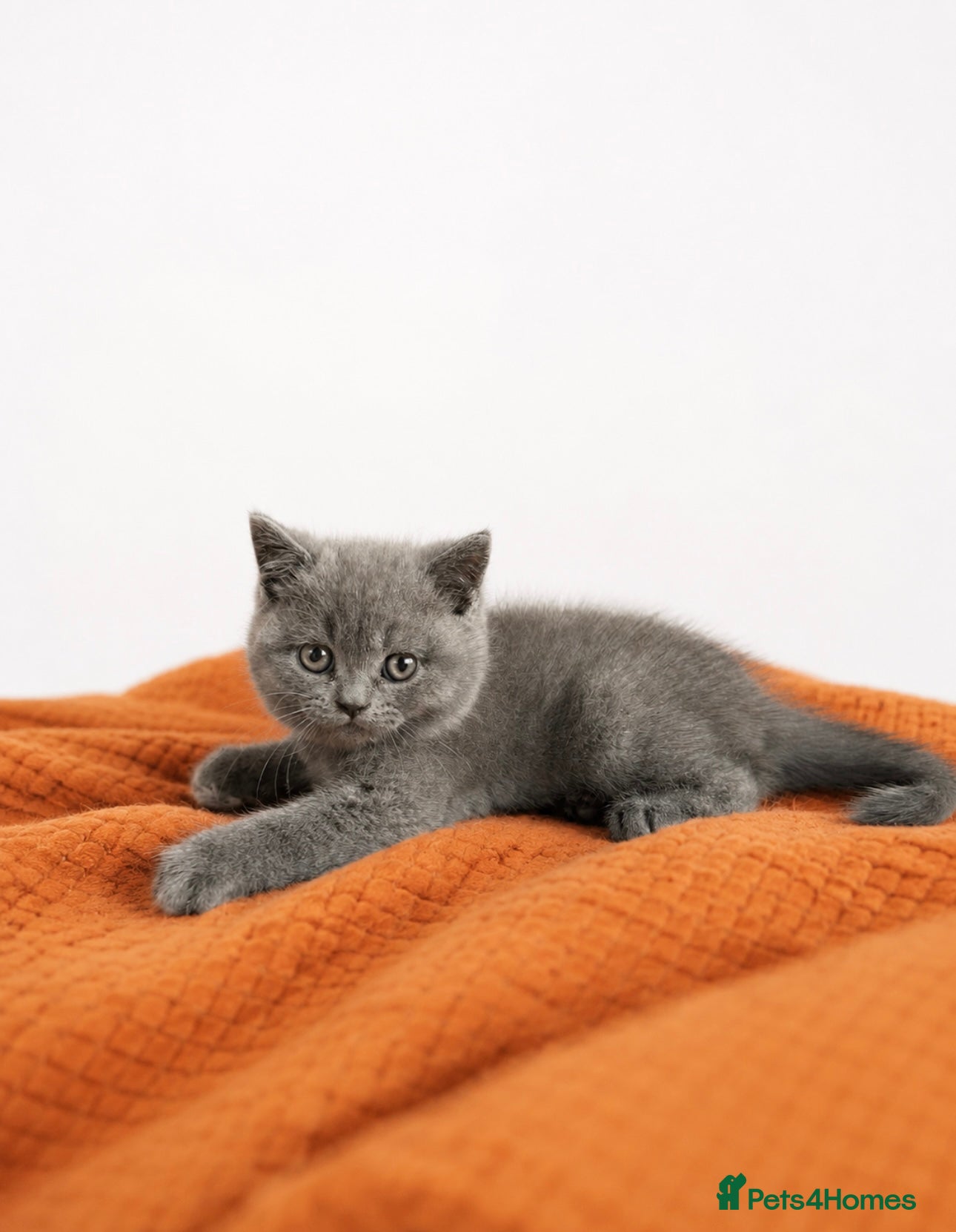 British Shorthair cats Pure British Shorthairs - ready 25th may - Advert 15