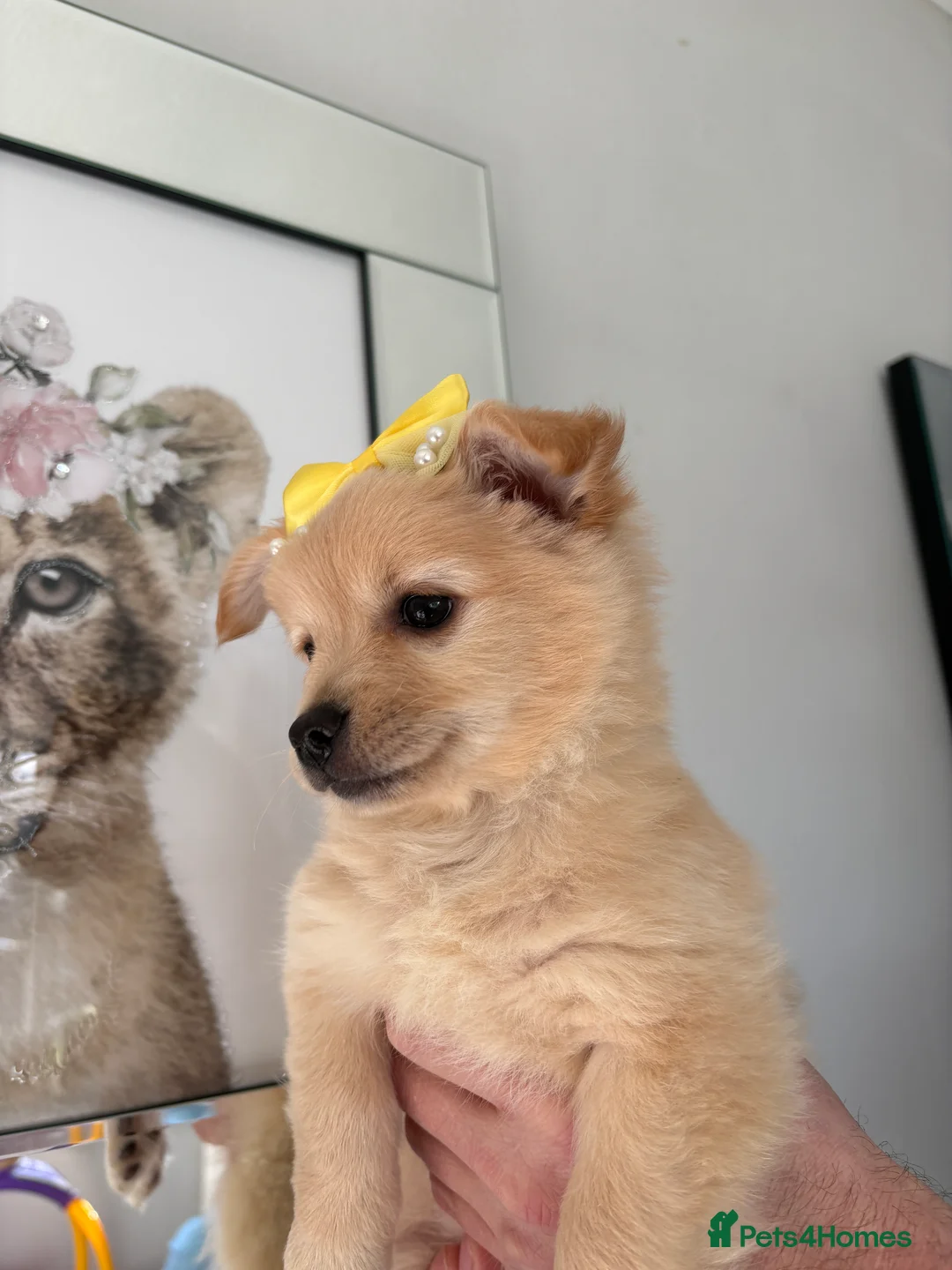 Mixed Breed dogs for sale: Italian volpino x deer head chihuahua puppies  - Advert 26