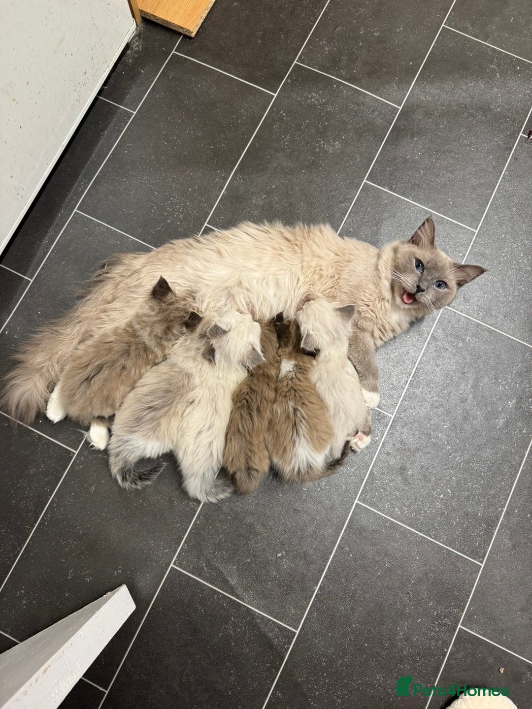 Ragdoll cats for sale: 4 Male Ragdoll Kittens  - Advert 2