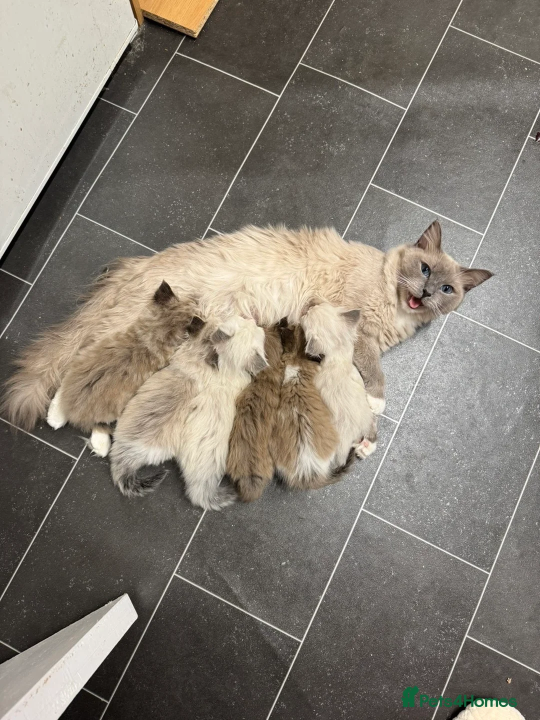 Ragdoll cats for sale: 4 Male Ragdoll Kittens  - Advert 2