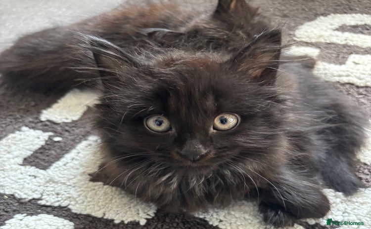 Mixed Breed cats - Advert 15