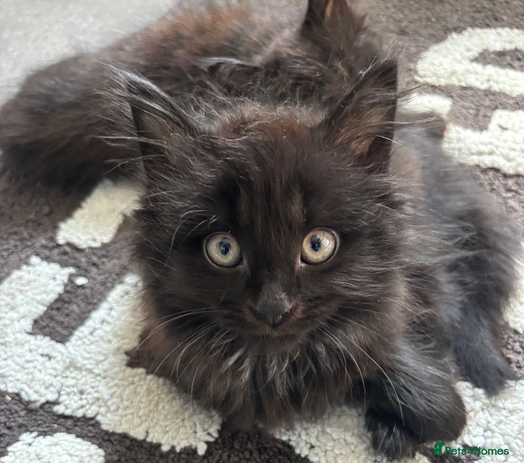 Mixed Breed cats for sale: 2 fluffy girls for sale - Image 1
