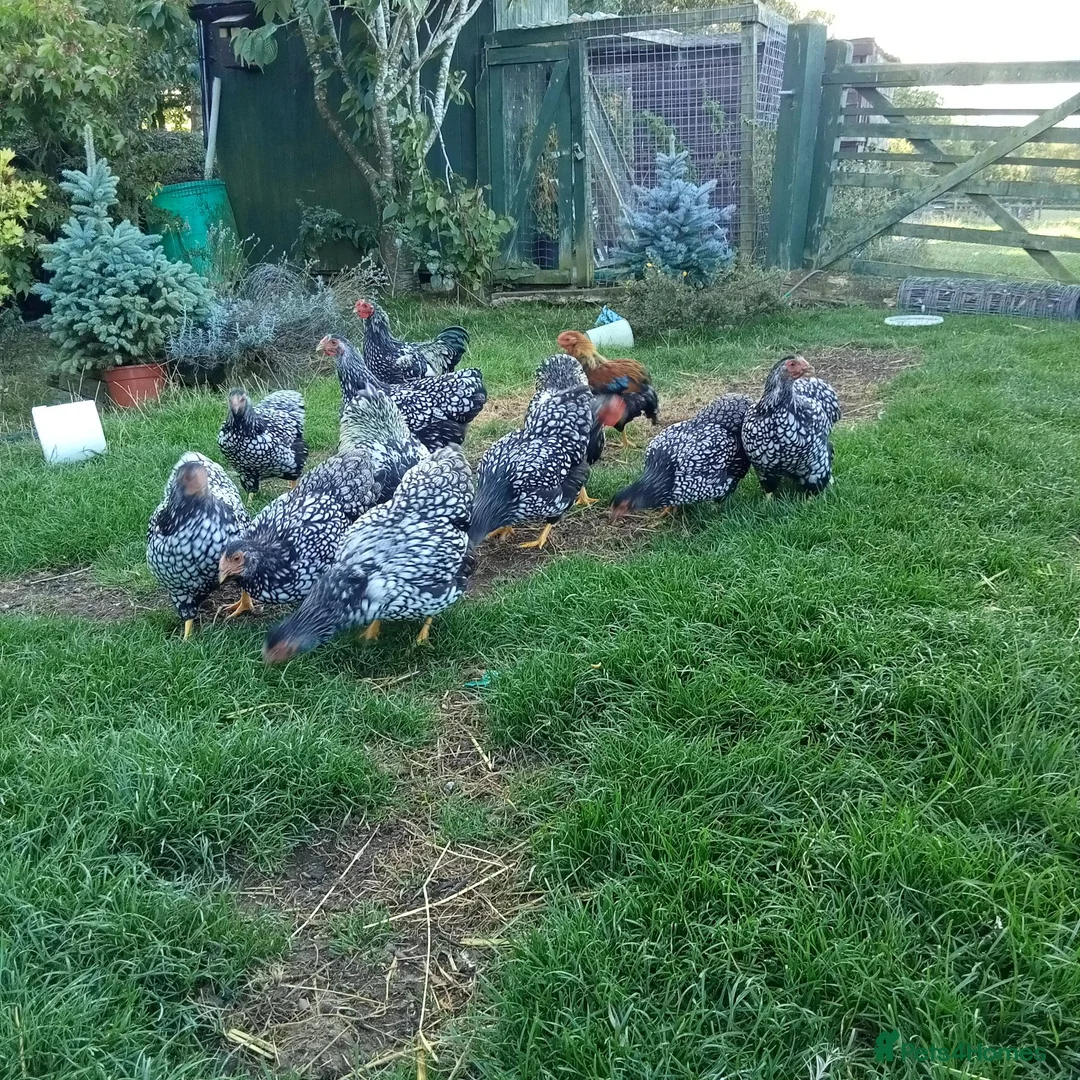 Chickens poultry for sale: Pair of Sliver Wyandotte Bantams in Northallerton - Advert 4