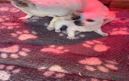 Chihuahua dogs for sale: Chunky Chihuahua puppy  - Image 2
