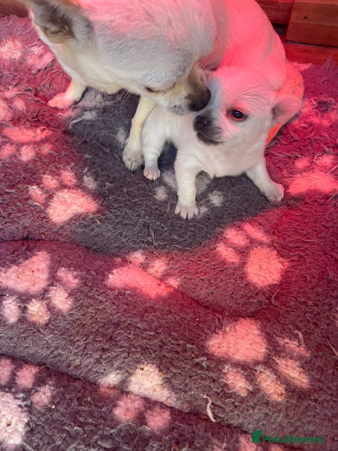 Chihuahua dogs for sale: Chunky Chihuahua puppy  - Image 2
