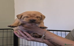 Labrador Retriever dogs for sale: Labrador puppies  - Image 5