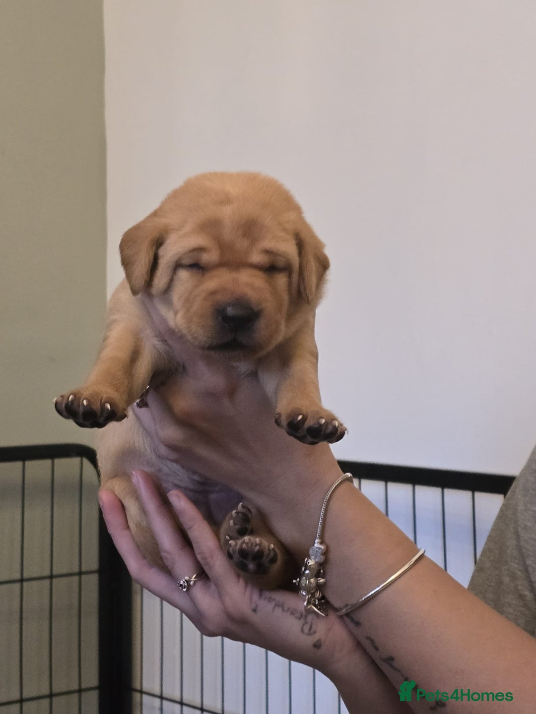 Labrador Retriever dogs for sale: Labrador puppies  - Image 5
