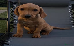 Labrador Retriever dogs for sale: BEAUTIFUL LABRADOR PUPPYS READY NOW - Image 8