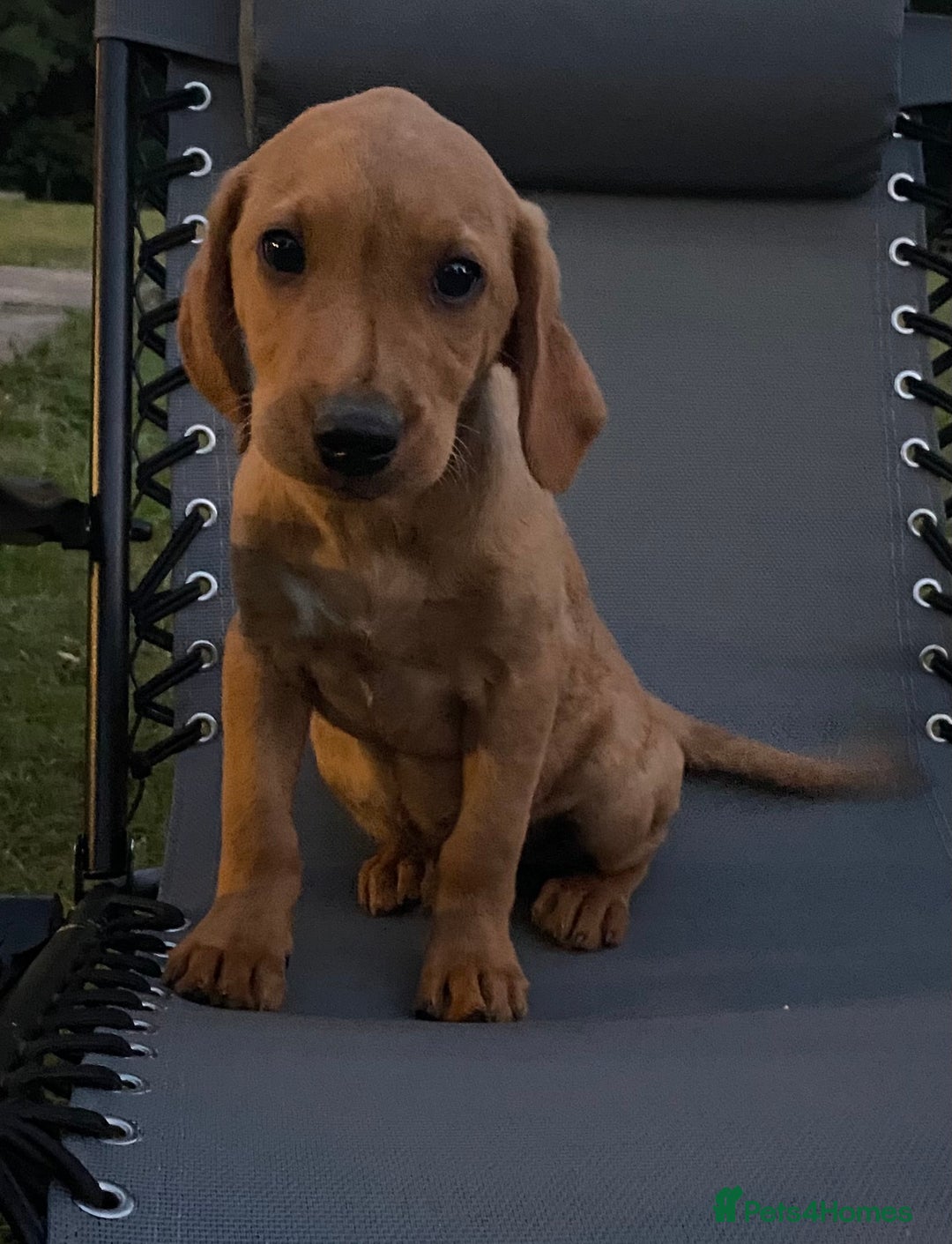 Labrador Retriever dogs for sale: BEAUTIFUL LABRADOR PUPPYS READY NOW - Image 8