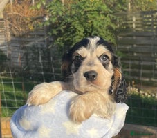 Cocker Spaniel dogs Fully health tested KC Cocker Spaniel puppies - Advert 6