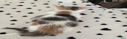 Mixed Breed cats for sale: Beautiful Calico and bicolour Kittens!! - Advert 29