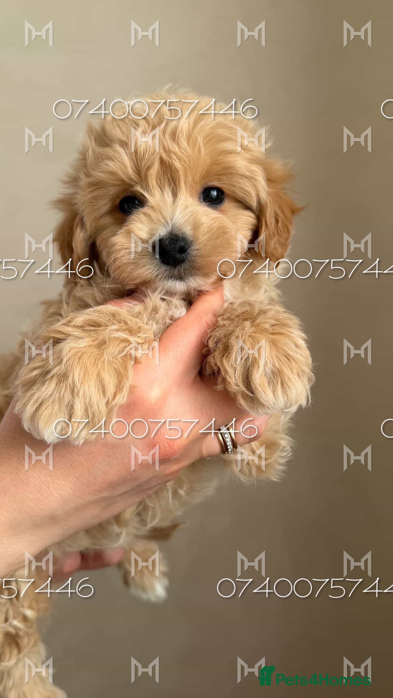 Maltipoo dogs Stunning Maltipoo Boy –Light Beige Teddy Bear Type in Hornchurch - Advert 1