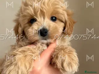 Maltipoo dogs Stunning Maltipoo Boy –Light Beige Teddy Bear Type in Hornchurch - Advert 1