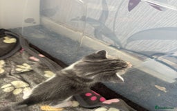 Domestic Shorthair cats for sale: Gorgeous kittens for sale. - Image 3