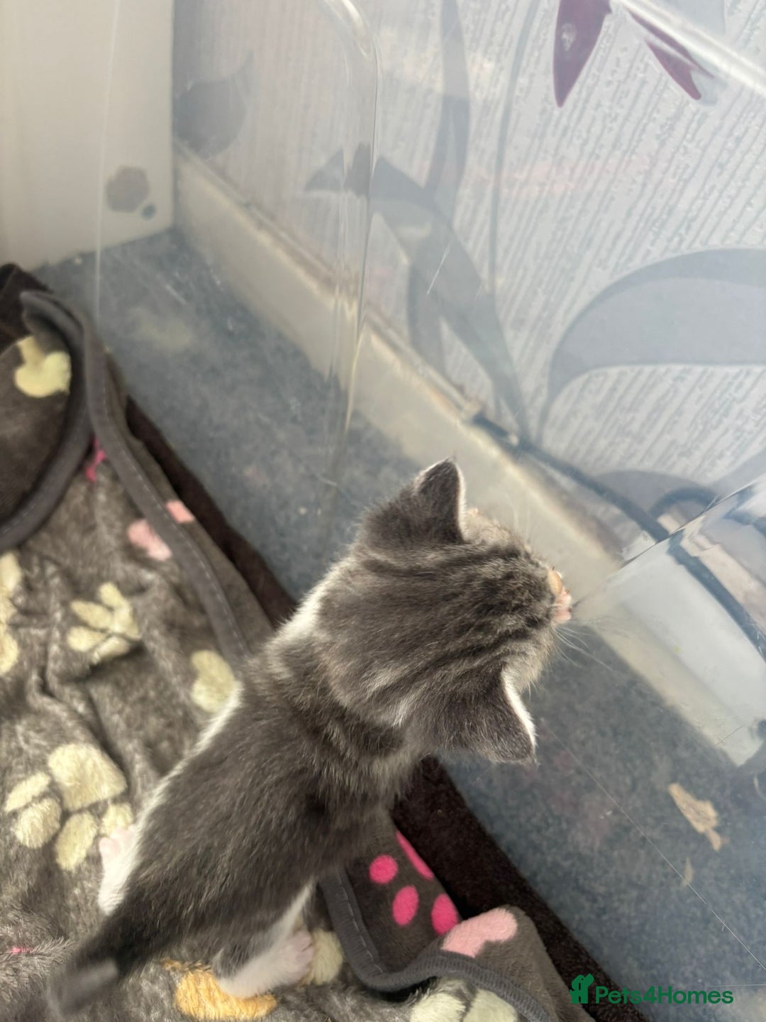 Domestic Shorthair cats for sale: Gorgeous kittens for sale. - Image 3